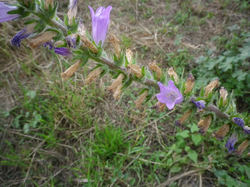 Campanula spicata